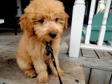 380636_921687948259_8594444_n