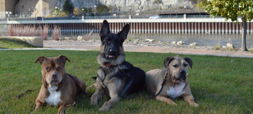 You’re a GOOD dog only at home?