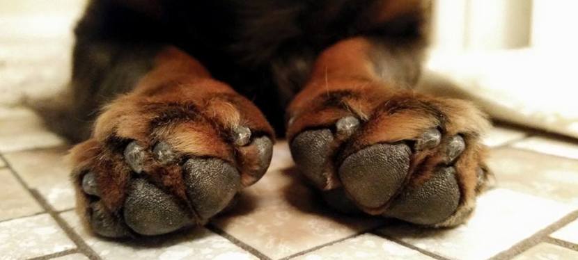 The Scoop on Nail Trims